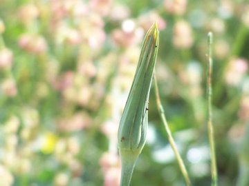 Tragopogon porrifolius /  Barba di becco viola